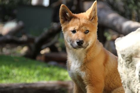 Dingo Pups To Change Perception Of Iconic Native Dog Abc News