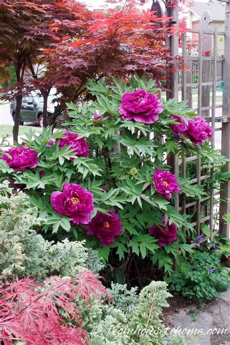 Finding full shade plants can be a bit of a challenge. Shade Loving Shrubs: 11 Beautiful Bushes To Plant Under Trees - Gardening @ From House To Home