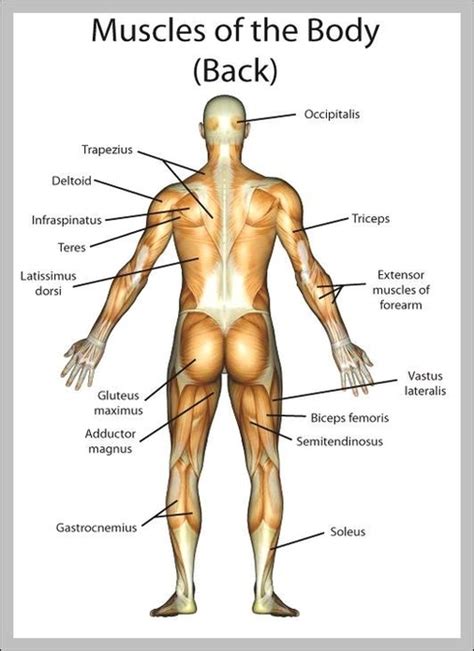 Anatomy Of Back Muscles Anatomy System Human Body Anatomy Diagram