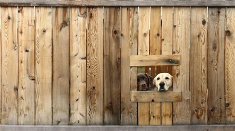 She's sweet but she has an anxious streak. 6 Tips for Training Your Territorial Dog | The Dog People ...