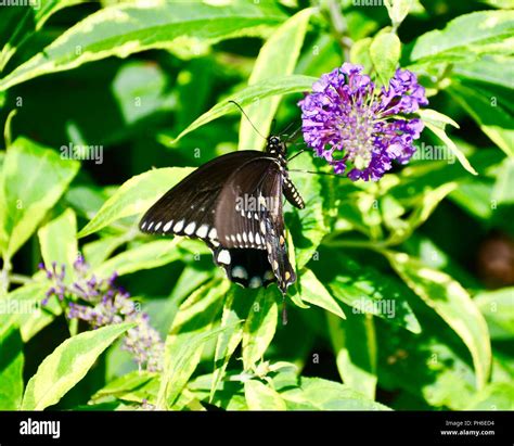 Black Swallowtail Butterfly Stock Photo Alamy
