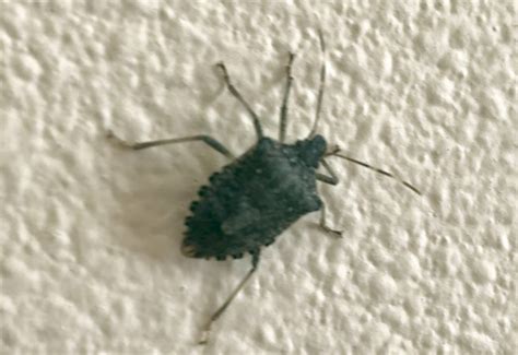 Do Brown Marmorated Stink Bug Bite What You Need To Know Whats That