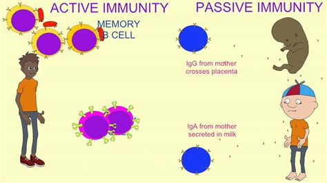 In active immunity, the body produces its own antibodies while in passive immunity, antibodies are directly administered to the body. ACTIVE & PASSIVE IMMUNITY - YouTube