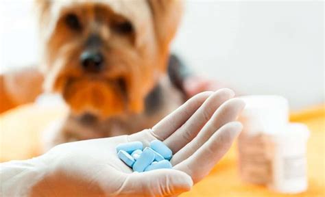 Antibiotics For Dogs Drug Info Where To Buy And Common Side Effects