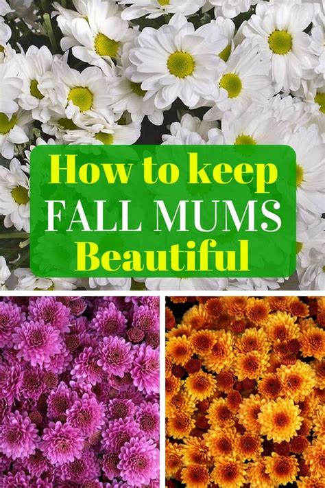 How To Keep Fall Mums Gorgeous All Season Trillium Living Fall Mums