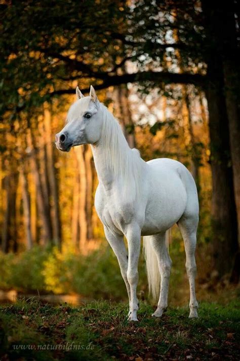 Beautiful White Horse In The Forest Beautiful Horse Pictures Most