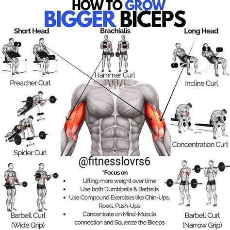 Exercises For Bigger Biceps 7volts