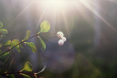 Snowberries Photograph By Kathryn Stone Fine Art America