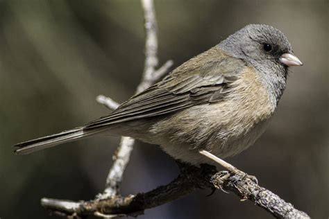 10 Small Gray Birds With White Bellies With Images — Watching Animals