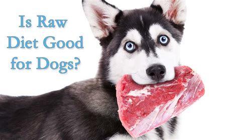 If needed, adding water, tuna juice, or low sodium chicken broth may. Expert Interview: Is Raw Dog Food Diet Safe for Dogs?