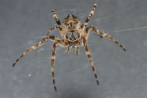 10 Spiders Found In Pennsylvania With Pictures Animal World