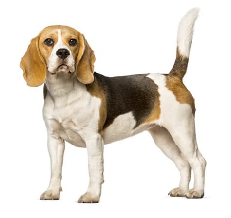 Beagle Raças De Cão Purina