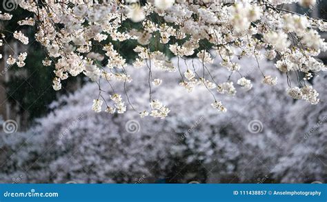 Cherry Blossom Trees In The Rain Stock Photography