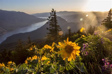 Oc A Little Sunset Hike Up Dog Mountain For Wildflower Season