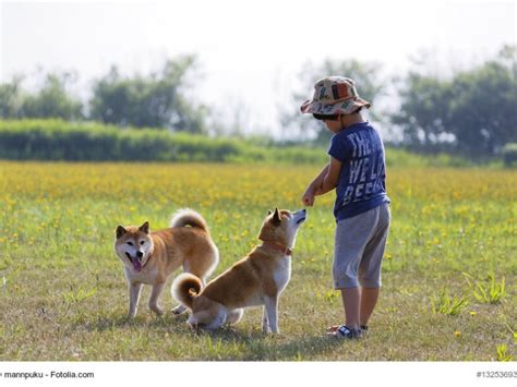 ɕiba inɯ) is a breed of hunting dog from japan. Shiba Inu - Steckbrief, FCI-Klasse, Wesen und mehr ...