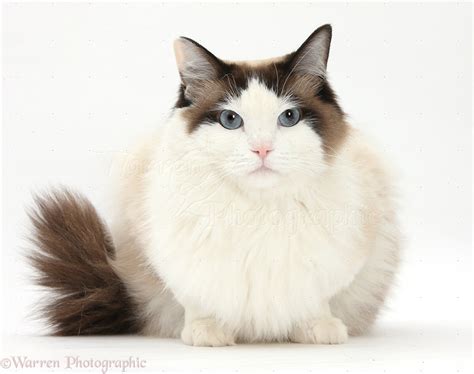 Ragdoll Cat Photo Wp39772