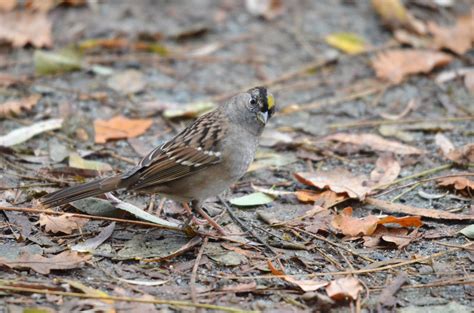 An Encounter With A Golden Crowned Sparrow Birding In Bc Community