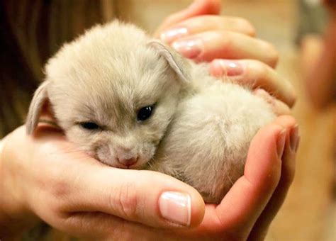 Fennec Foxes Are Cute But Not As Cute As Baby Fennec Foxes Zooborns