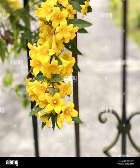 Cascade Of Yellow Jasmine Stock Photo Alamy