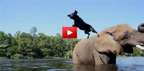 These Are Very Unlikely Friends Cute Puppy Love