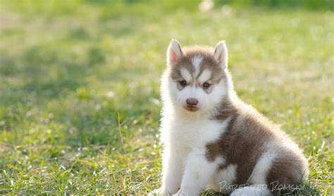 My adults are carefully examined annually by my vet. Purebred Pomsky Puppies for sale and adoption - Pomsky breeder