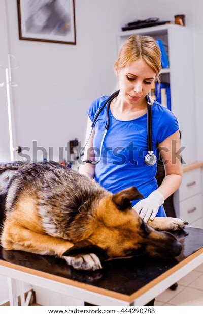 Veterinarian Examining German Shepherd Dog Sore Stock Photo 444290788