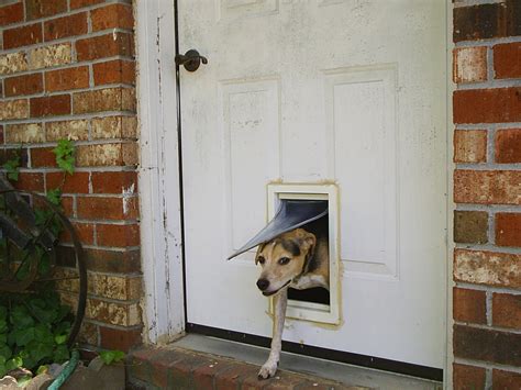 5 Things To Consider Before You Buy A Dog Door