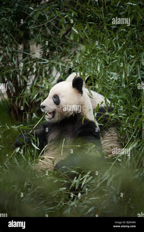 Pandas At Chengdu Panda Breeding Research Base In Chengdu China Stock