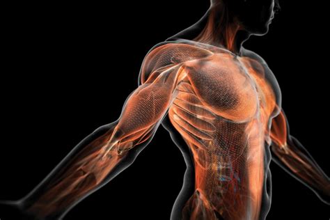 عدد العضلات في جسم الانسان