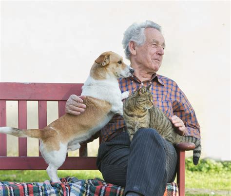Pensioner Pets Senior Man Dog Cat Lap Bench Stock Photos Free