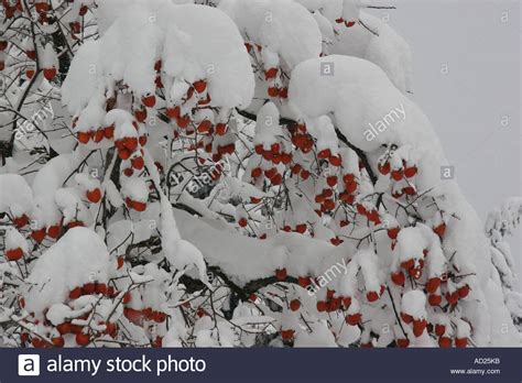 Snow Covered Persimmon Tree In North Japan Stock Photo Alamy