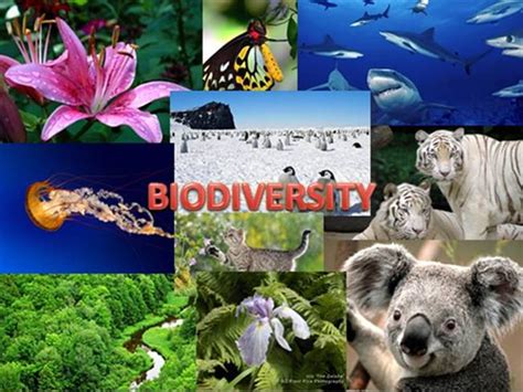 Biodiversity And Its Conservation Types And Conservation Methods