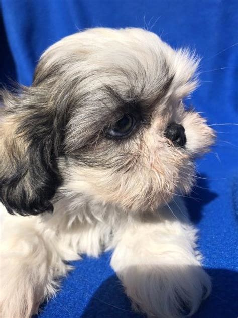 Find puppies in your area and helpful tips and info. Shih Tzu puppy dog for sale in Lafayette, Louisiana