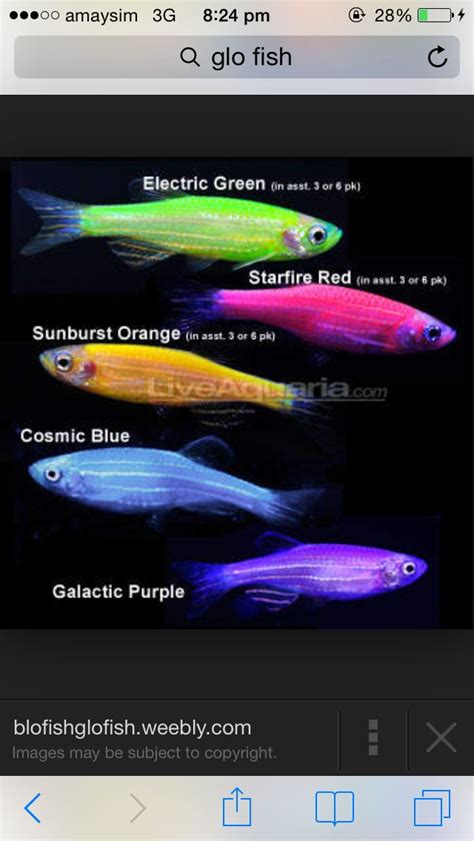 Glofish Glofish Freshwater Aquarium Fish Glow Fish