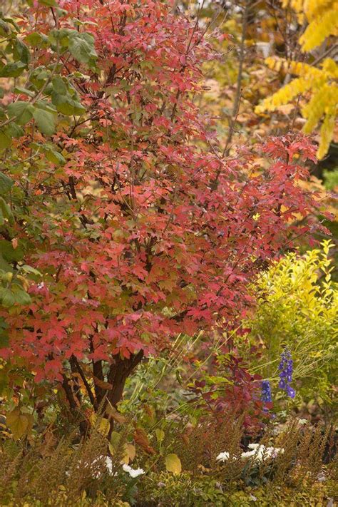 Ein schöner garten wächst leider nicht von alleine. Den Garten pflegeleicht gestalten: So geht's | Garten ...