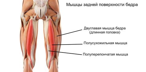 Тендинит на сухожилието на проксималния бицепс феморис