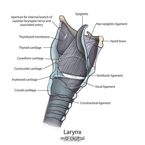 Mid Sagittal Larynx Anatomy With Annotations Stocktrek Images