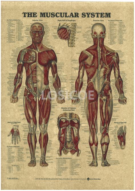 Free Printable Anatomy Charts Another Chart Of Muscle Groups It Is