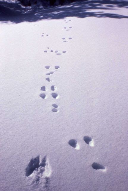 Snowshoe Hare Tracks In The Snow Photo Pictures And Images On