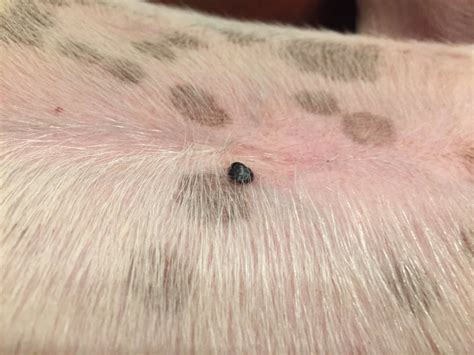 Dog Has These Blood Blister Like Lesions On Stomach They Have Been