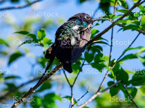 Hummingbird Resting On Jabuticaba Tree Branch While Sunbathing