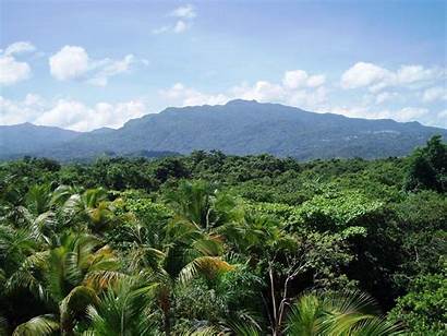 Puerto Rico Forest Yunque El Tropical Rainforest