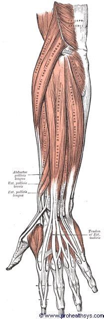 Muscles And Fascia Of The Forearm Prohealthsys