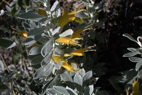 Some Favourite Late Winter Flowering Natives Mallee Design