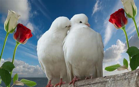 Incredible Images Love Birds High Resolution