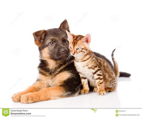German Shepherd Puppy And Bengal Kitten Together Isolated