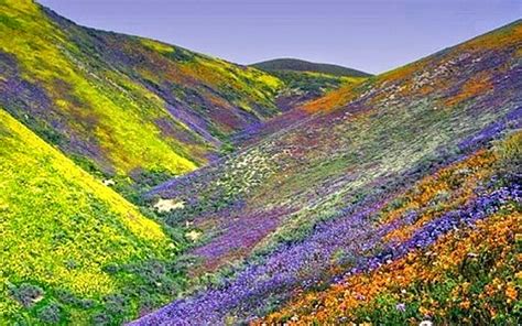 Valley Flowers Wallpapers Wallpaper Cave