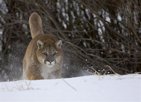 Malcolm Schuyl Wildlife Photography Mountain Lion Or Puma Puma Concolor