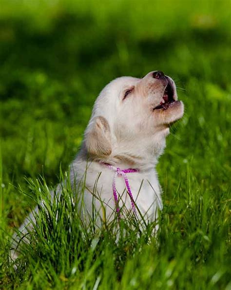 Pet Crying Guidelines For Settling New Domestic Dogs At Evening Or In