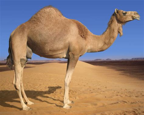 Quotes About Camels Quotesgram